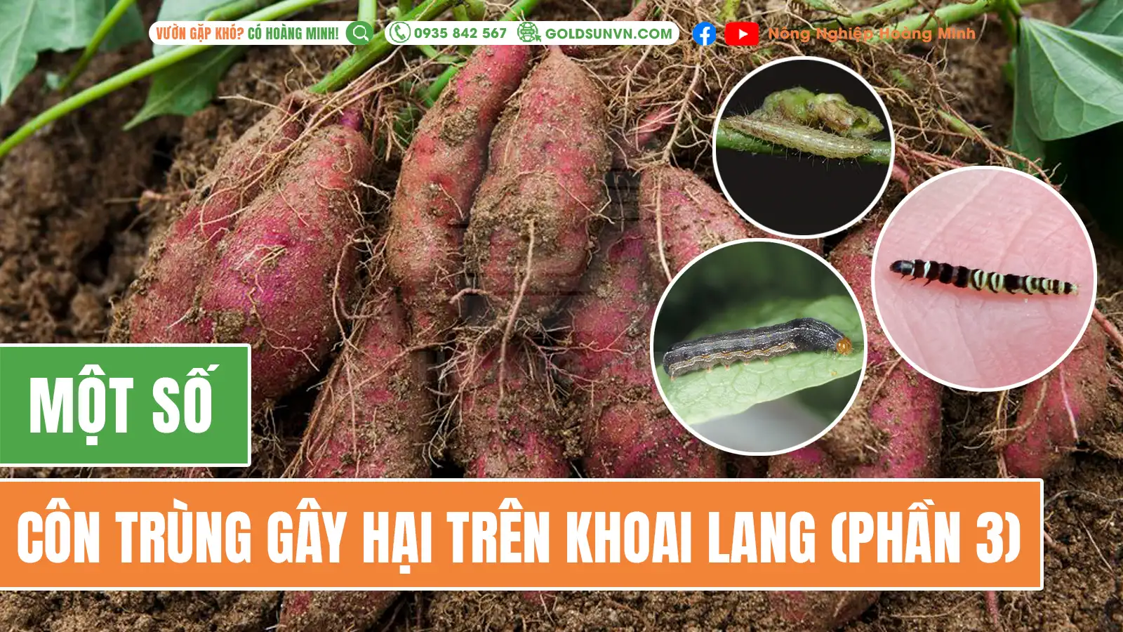 MỘT SỐ SÂU GÂY HẠI TRÊN KHOAI LANG (PHẦN 3) - Minh bạch tạo uy tín