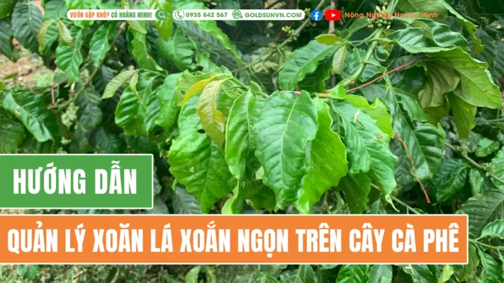 Quản lý xoăn lá xoắn ngọn trên cây cà phê