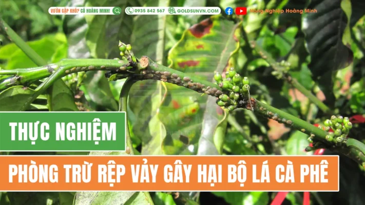 Phòng trừ rệp vảy gây hại bộ lá cà phê