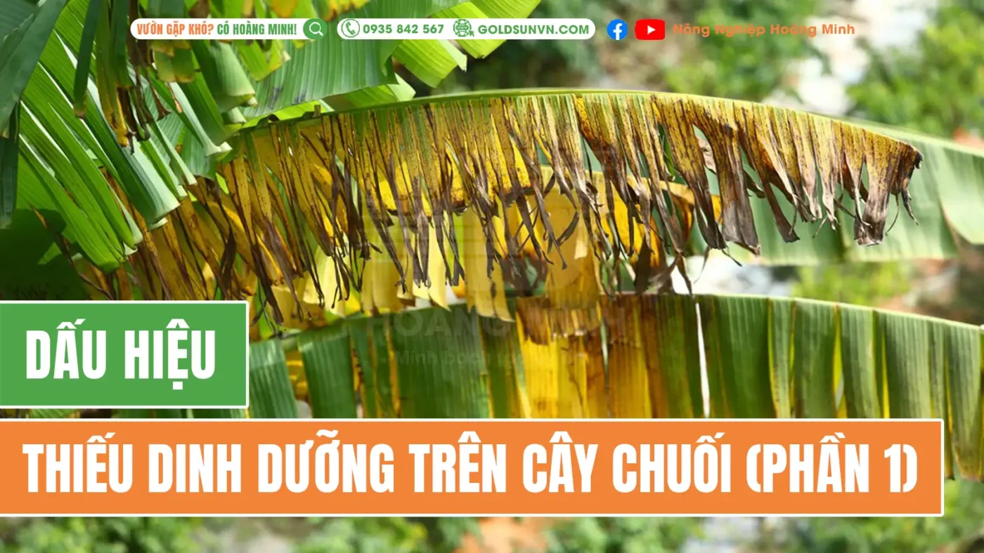 Dấu hiệu thiếu dinh dưỡng trên cây chuối