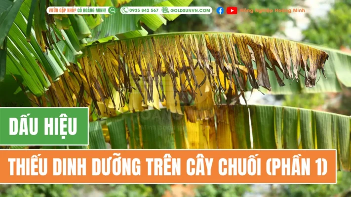 Dấu hiệu thiếu dinh dưỡng trên cây chuối
