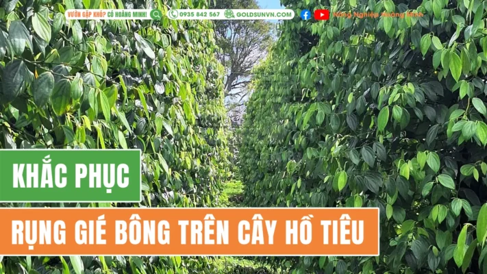 khắc phục rụng gié bông trên cây hồ tiêu