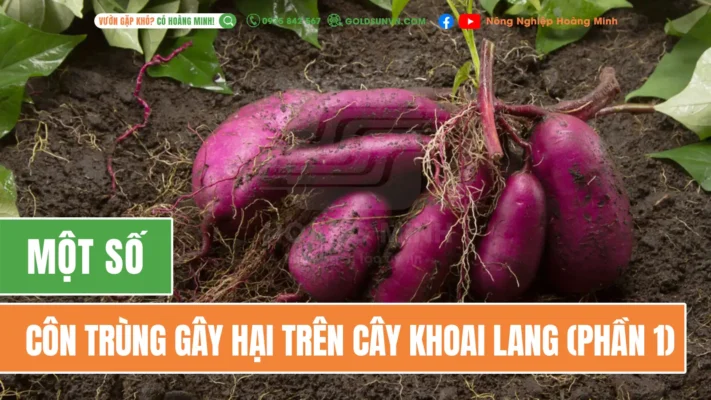 Một số côn trùng gây hại trên khoai lang