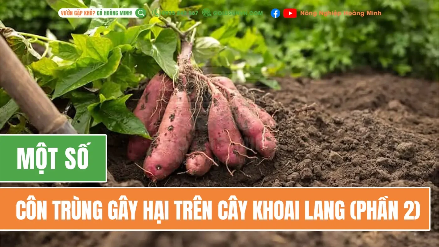 Một số côn trùng gây hại trên khoai lang