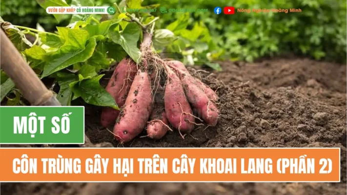 Một số côn trùng gây hại trên khoai lang