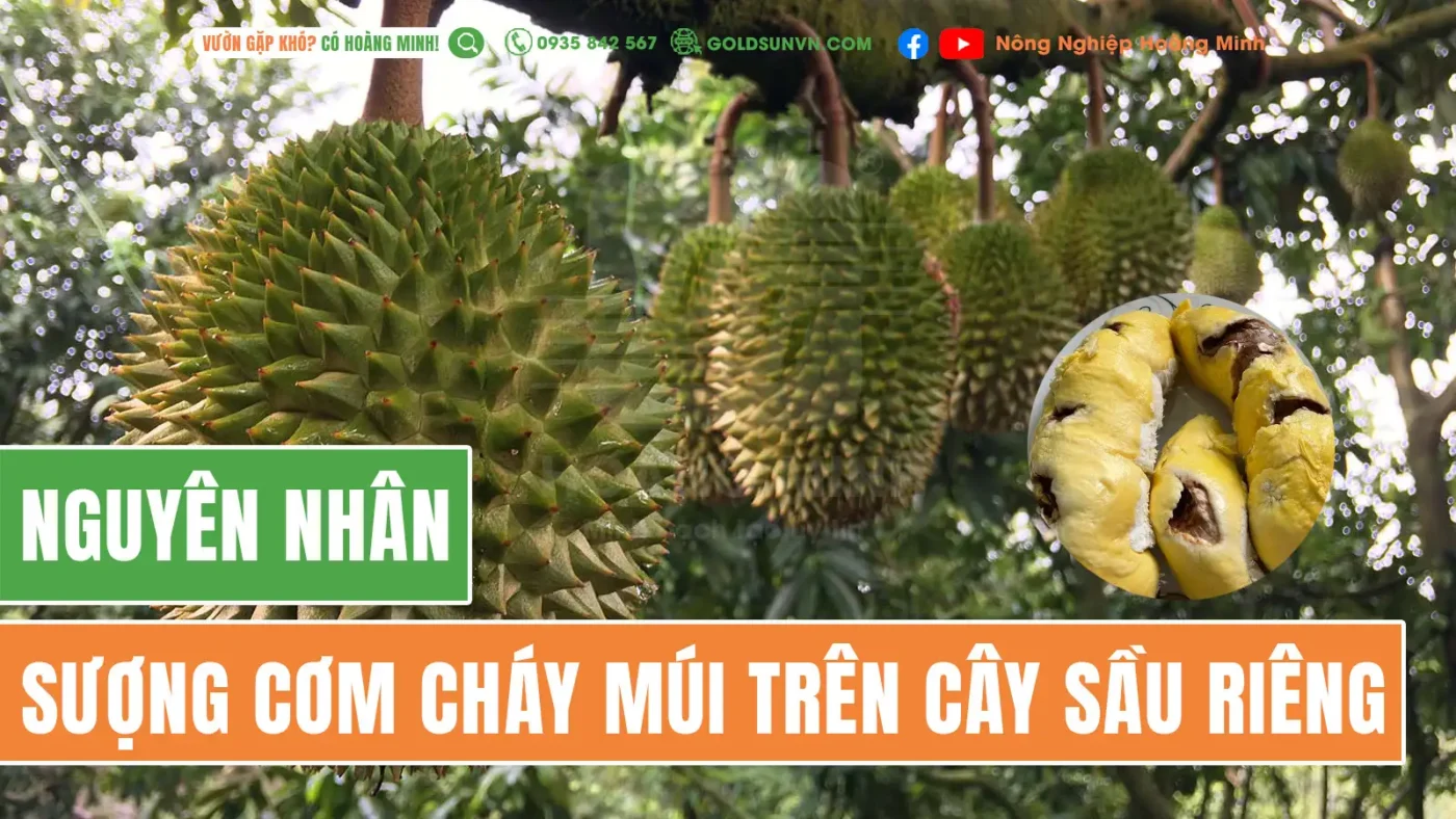 Nguyên nhân sượng cơm cháy múi sầu riêng