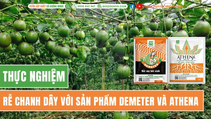 Thực nghiệm rễ chanh dây