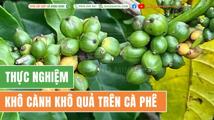 thực nghiệm khô cành khô quả trên cà phê