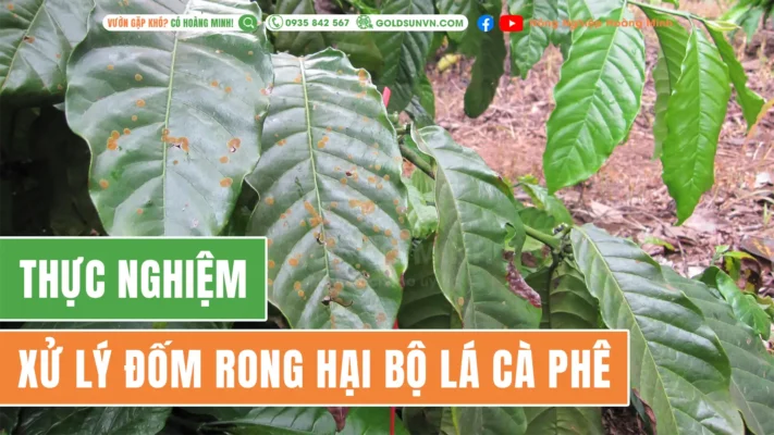 Thực nghiệm xử lý đốm rong hại bộ lá cà phê