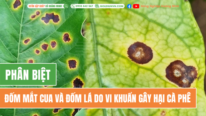 Phân biệt đốm mắt cua và đốm lá do vi khuẩn gây hại cà phê