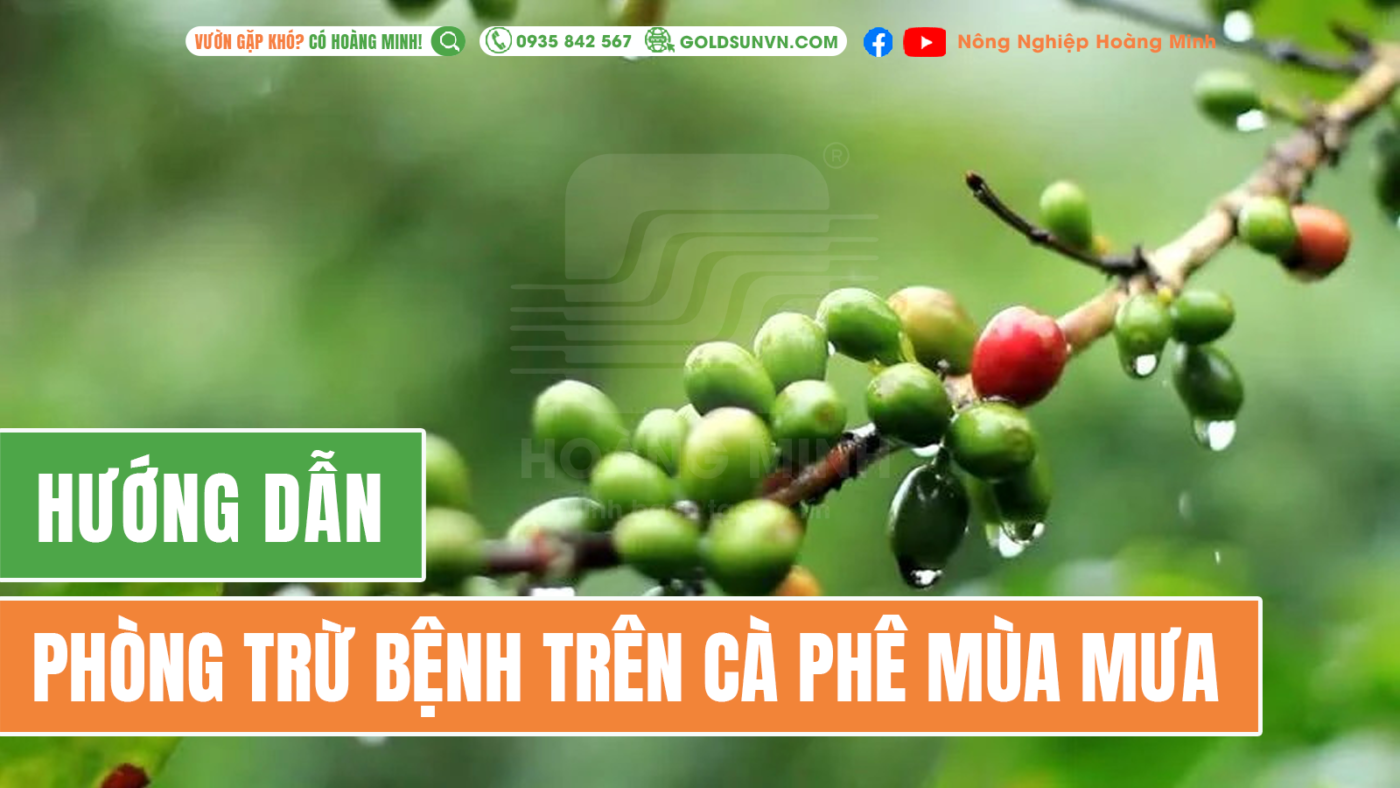 Hướng dẫn phòng trừ bệnh trên cà phê mùa mưa