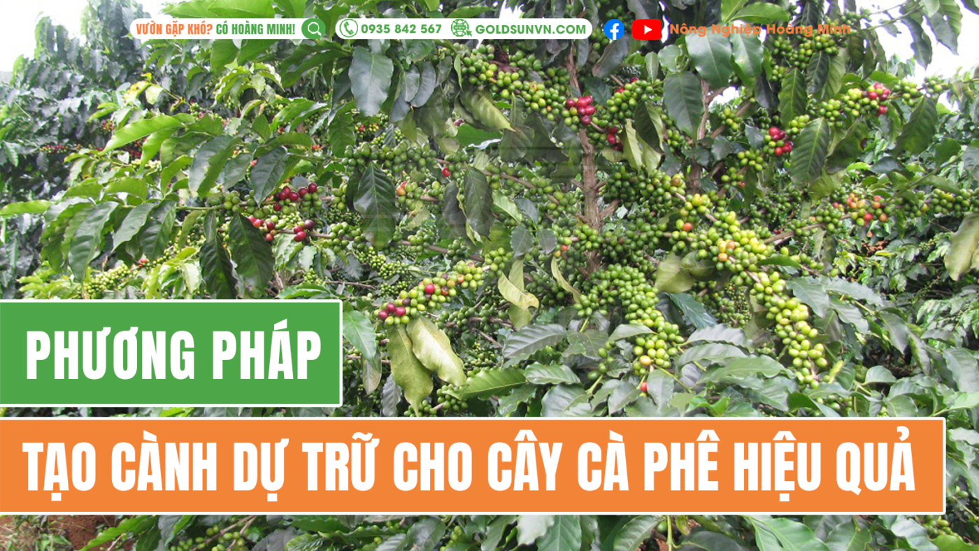 hướng dẫn tạo cành dự trữ cho cây cà phê