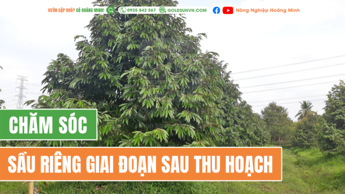 hướng dẫn chăm sóc sầu riêng sau thu hoạch