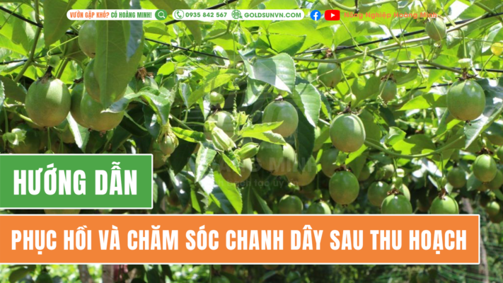 Hướng dẫn phục hồi và chăm sóc chanh dây sau thu hoạch