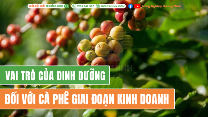 vai trò của dinh dưỡng cho cà phê giai đoạn kinh doanh