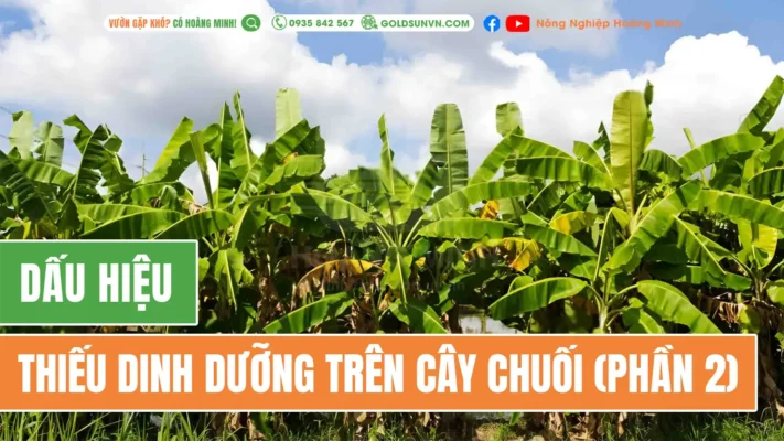 Dấu hiệu thiếu dinh dưỡng trên cây chuối