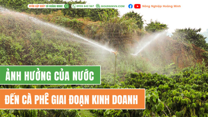 ảnh hưởng của nước đến cà phê giai đoạn kinh doanh