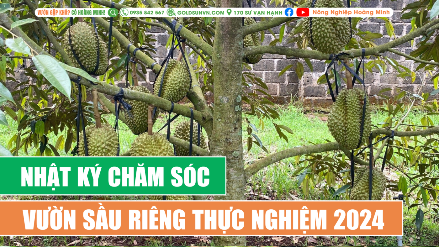 Nhật ký chăm sóc vườn sầu riêng thực nghiệm 2024