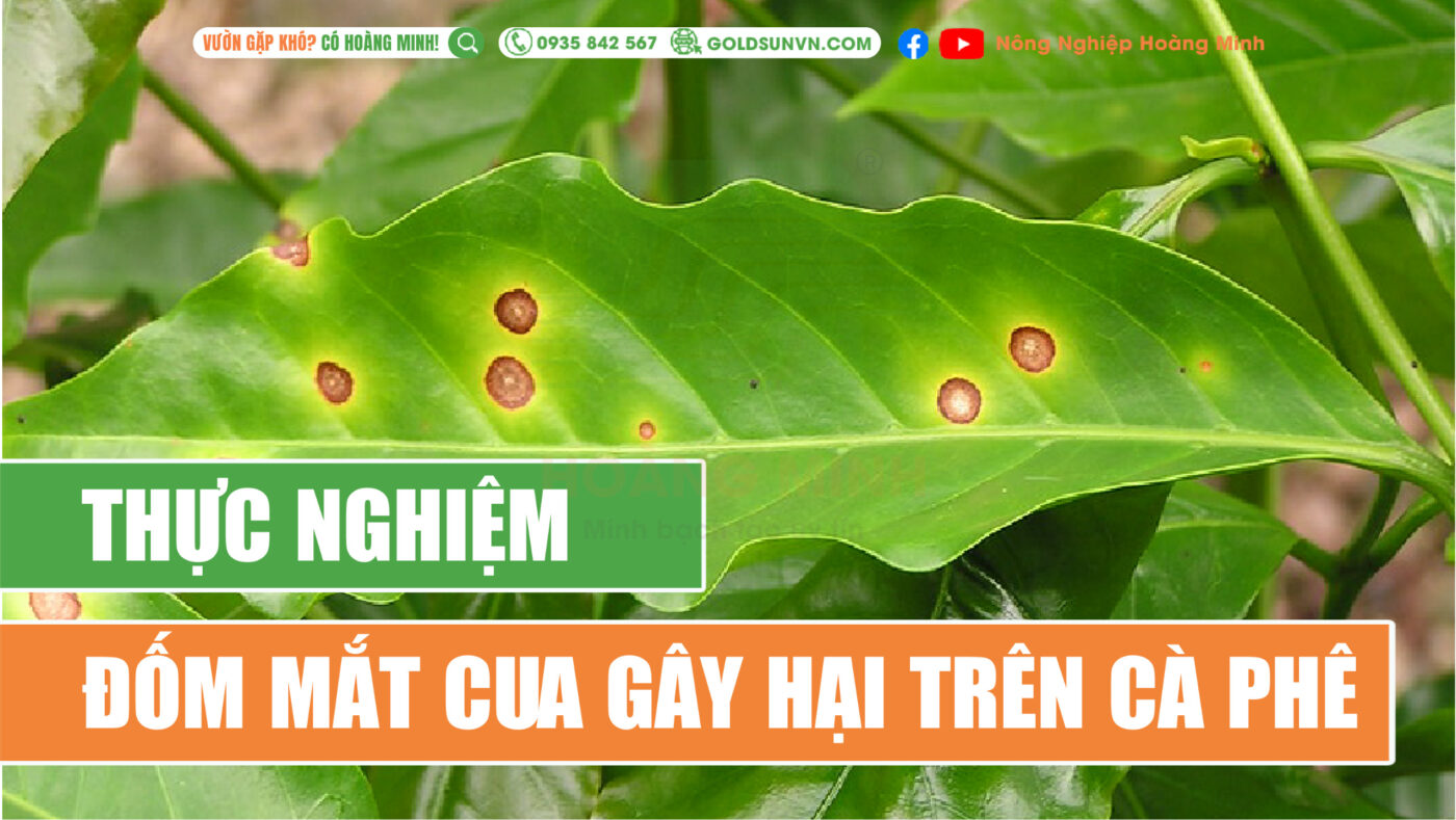 Thực nghiệm đốm mắt cua gây hại trên cà phê