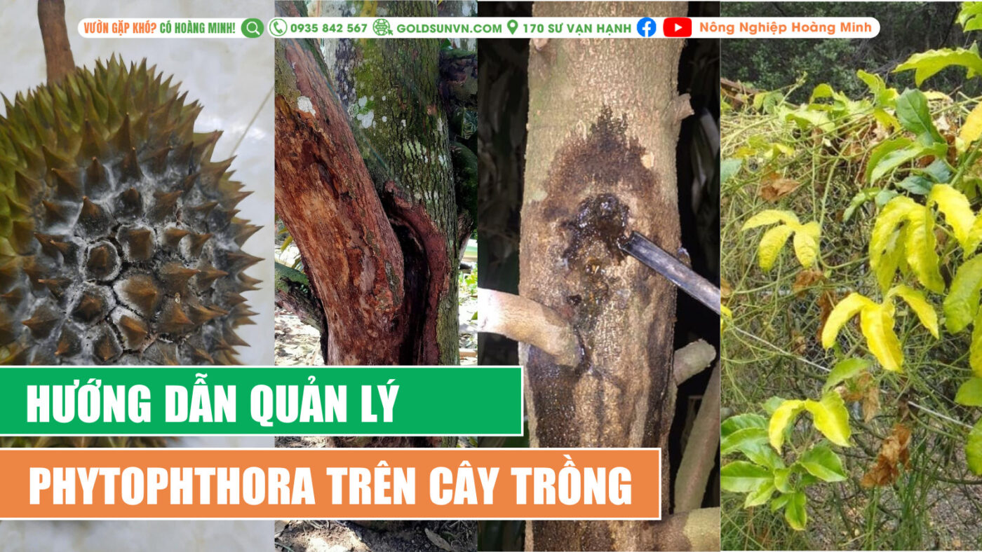 Quản lý Phytophthora trên cây trồng