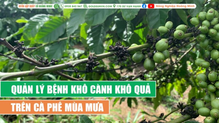 Quản lý bệnh khô cành khô quả cà phê mùa mưa
