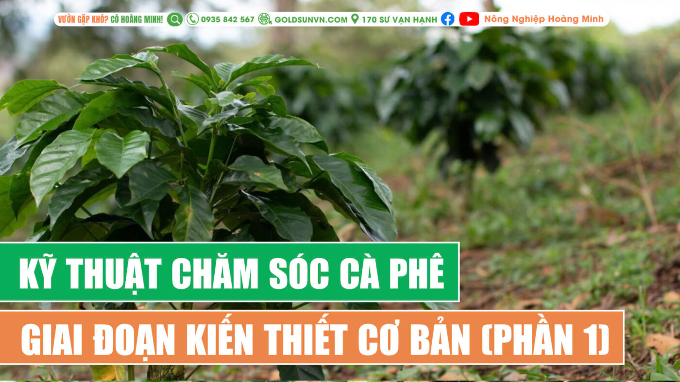 Chăm sóc cà phê giai đoạn kiến thiết cơ bản