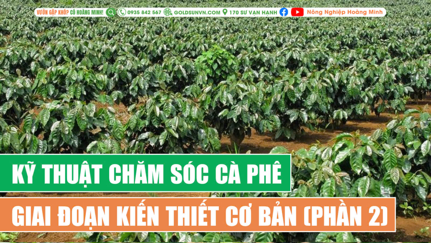 Kỹ thuật chăm sóc cà phê giai đoạn kiến thiết cơ bản