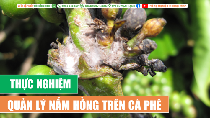 Thực nghiệm quản lý nấm hồng trên cà phê