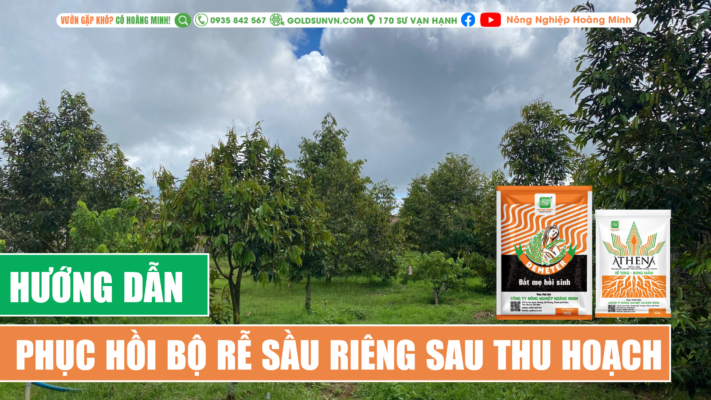 hướng dẫn phục hồi rễ sầu riêng sau thu hoạch