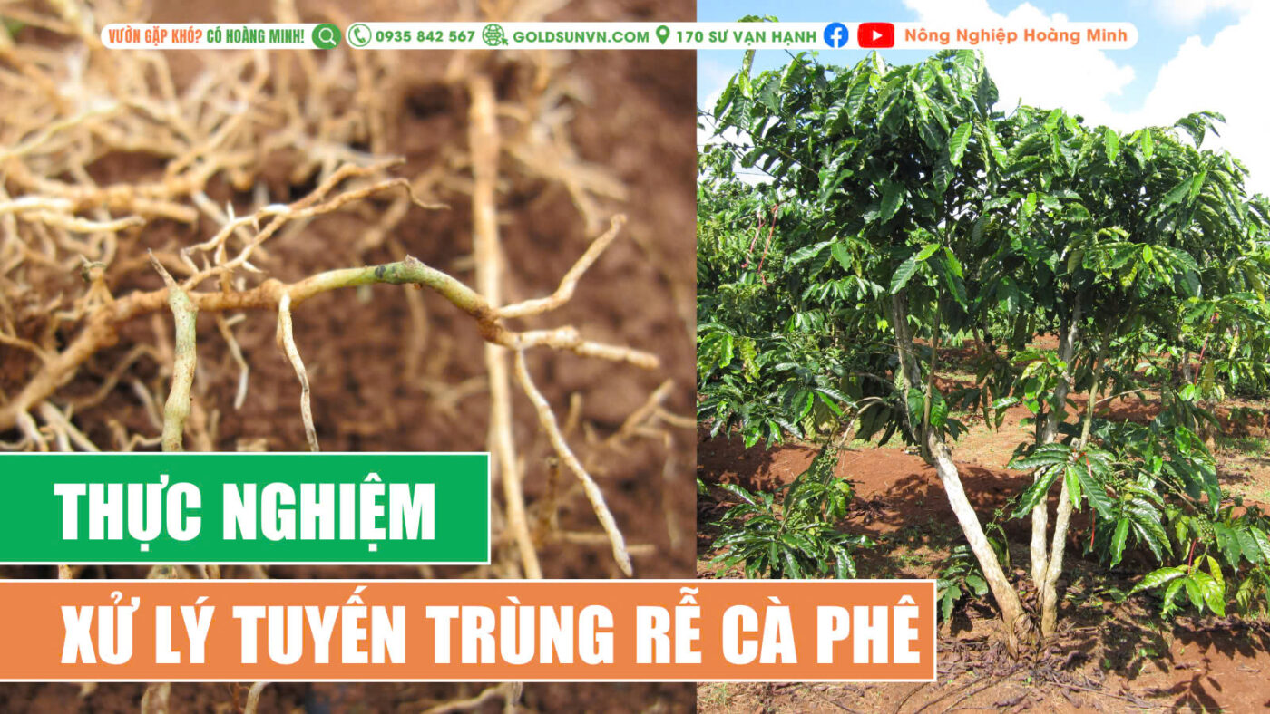 Thực nghiệm xử lý tuyến trùng rễ cà phê