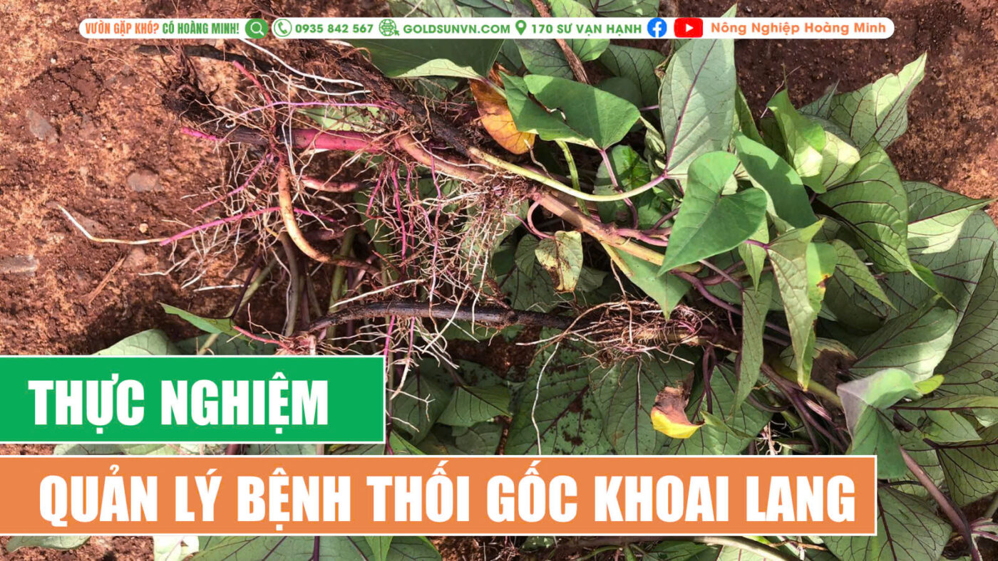 Thực nghiệm quản lý bệnh thối gốc khoai lang