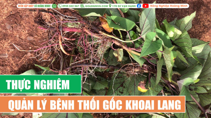 Thực nghiệm quản lý bệnh thối gốc khoai lang