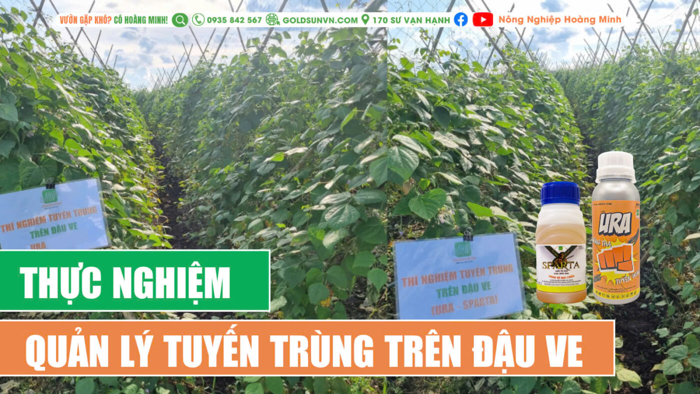 Thực nghiệm quán lý tuyến trùng trên đậu ve