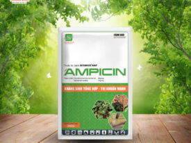 Ampicin kháng sinh tổng hợp, trị khuẩn mạnh