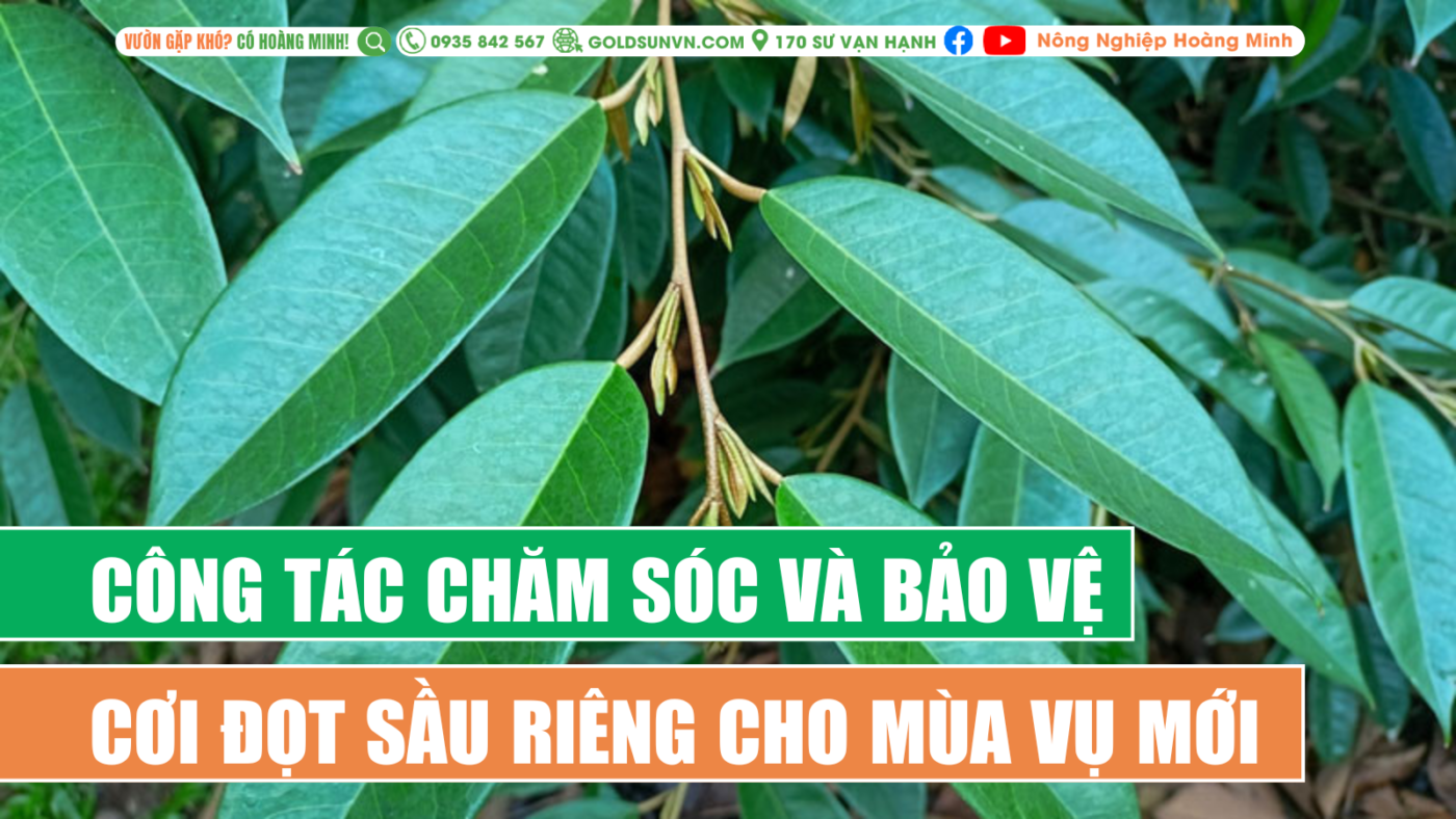 Công tác chăm sóc và bảo vệ cơi đọt sầu riêng