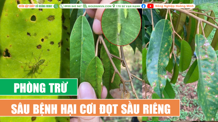 Phòng trừ sâu bệnh hại cơi đọt sầu riêng