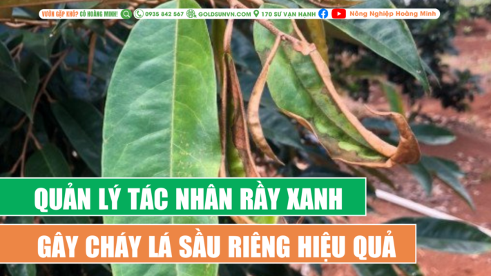 Quản lý rầy xanh gây cháy lá sầu riêng hiệu quả