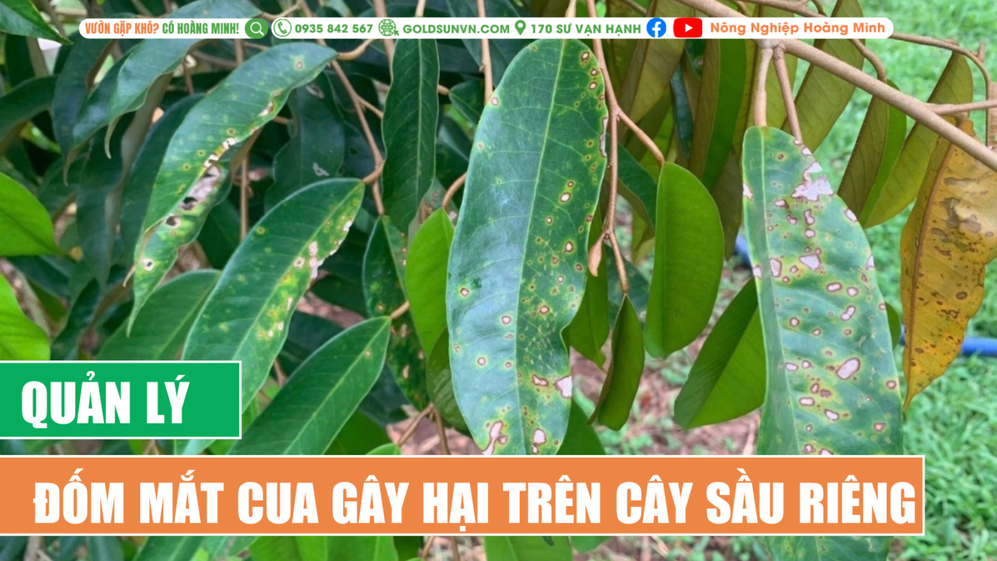 Quản lý đốm mắt cua gây hại trên cây sầu riêng