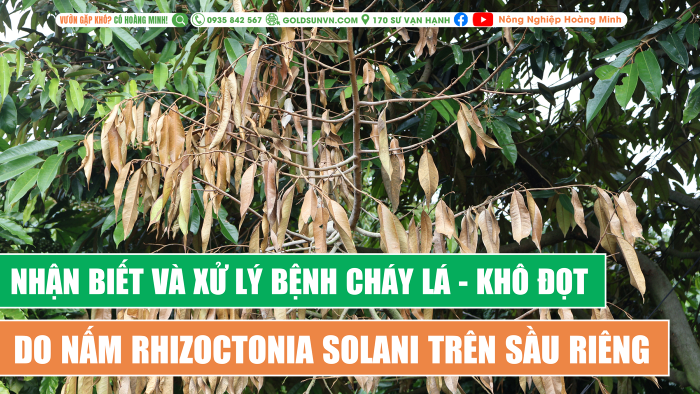 Nhận biết và xử lý cháy lá do nấm rhizoctonia solani trên sầu riêng