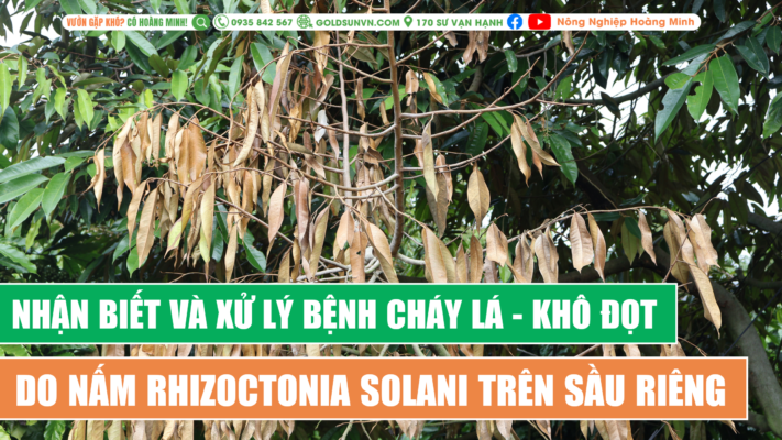 Nhận biết và xử lý cháy lá do nấm rhizoctonia solani trên sầu riêng