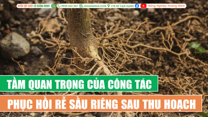 Tầm quan trọng của phục hồi rễ sầu riêng sau thu hoạch