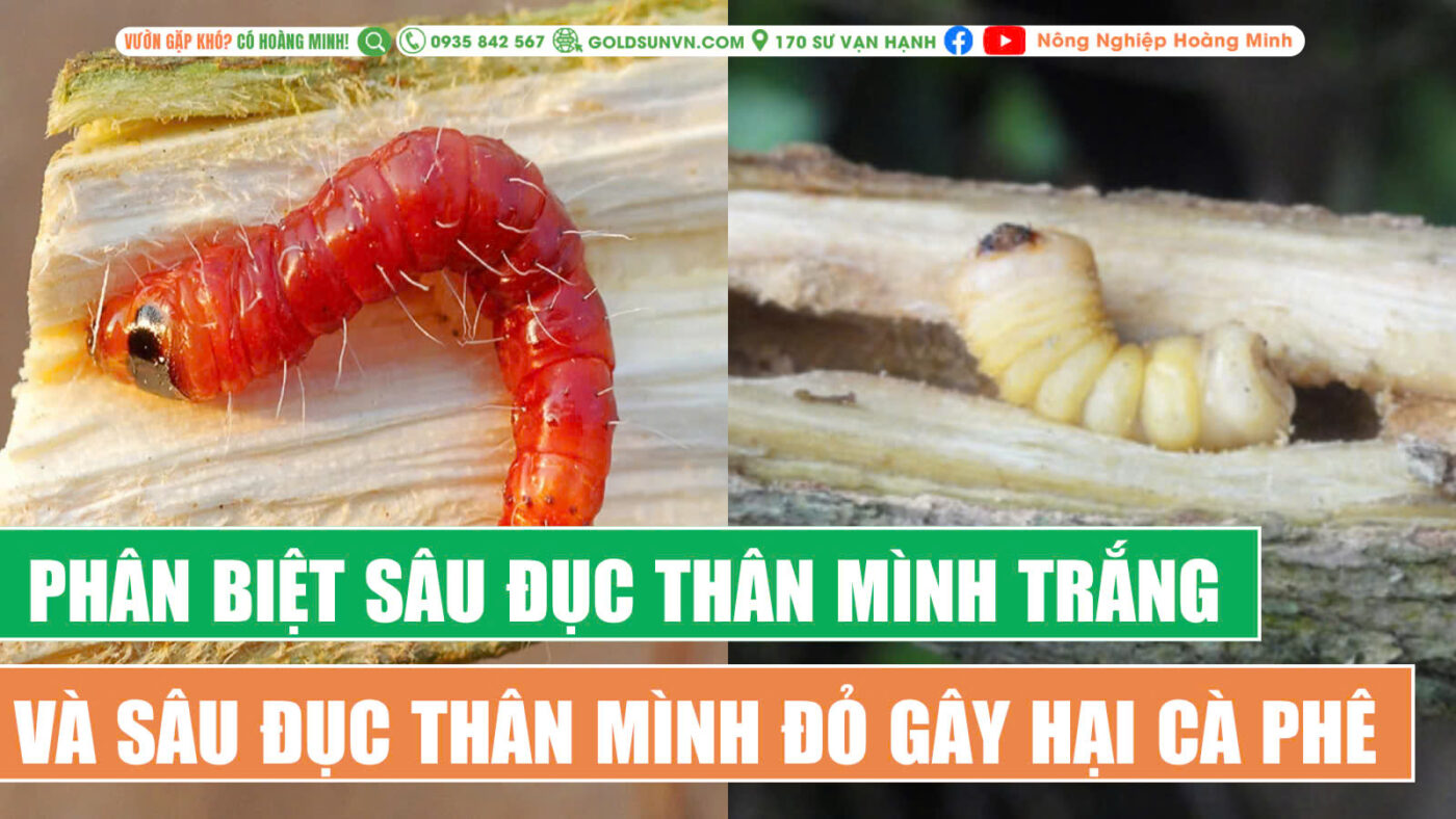 Phân biệt sâu đục thân mình trắng và sâu đục thân mình đỏ gây hại cà phê