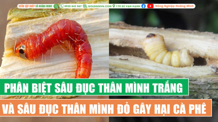 Phân biệt sâu đục thân mình trắng và sâu đục thân mình đỏ gây hại cà phê