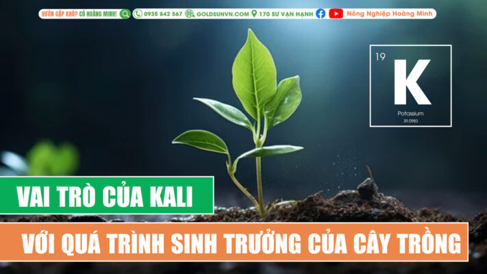 Vai trò của kali đối với sự sinh trưởng của cây
