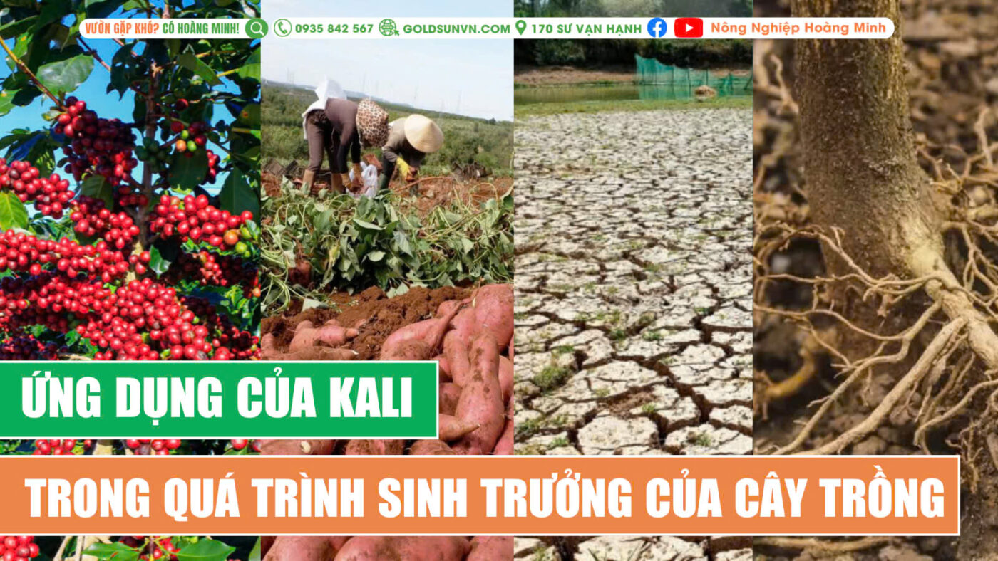 Ứng dụng của Kali trong quá trình sản xuất