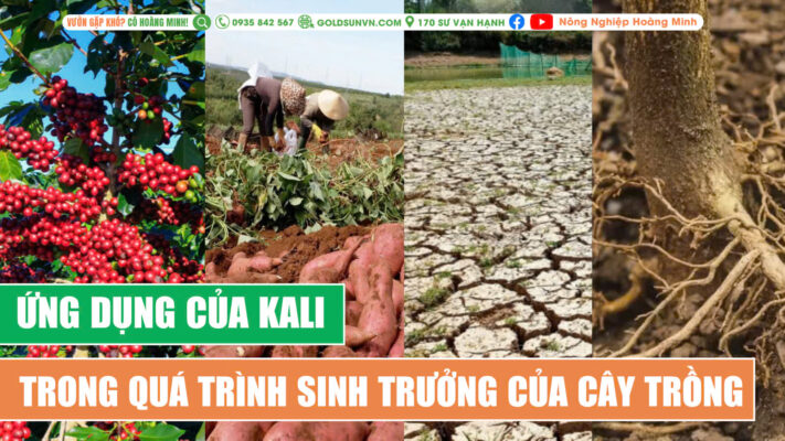 Ứng dụng của Kali trong quá trình sản xuất