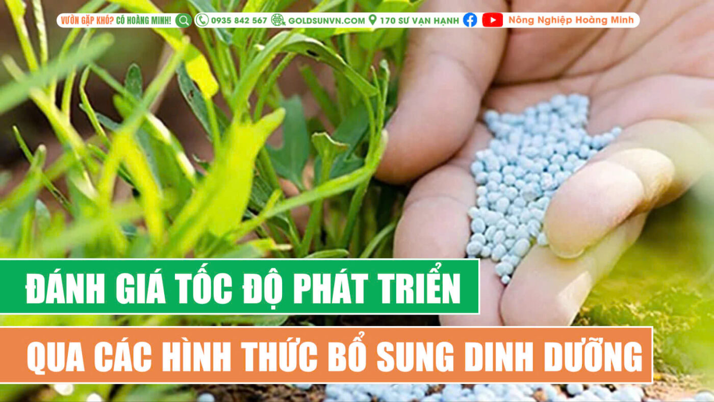 Đánh giá tốc độ phát triển của cây qua các hình thức bổ sung dinh dưỡng