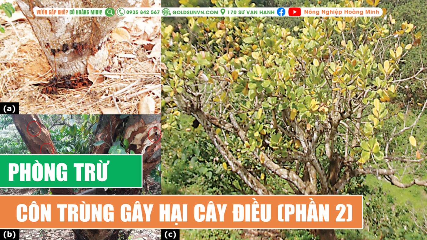 Phòng trừ côn trùng gây hại cây điều (phần 2)