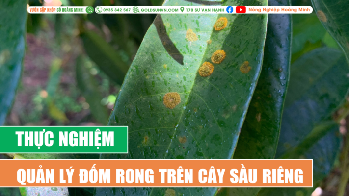 Quản lý đốm rong trên sầu riêng