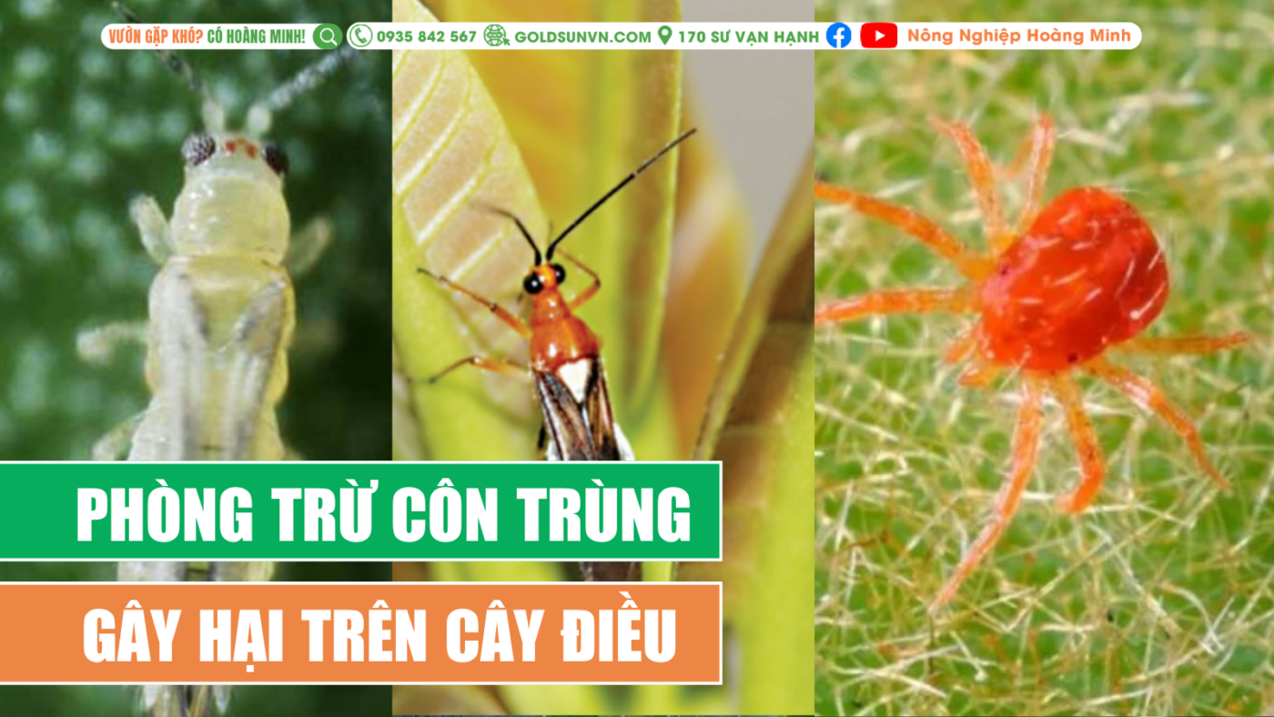 Phòng trừ côn trùng gây hại trên cây điều